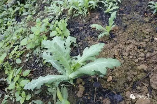 非法买卖毒品原植物幼苗罪的犯罪构成